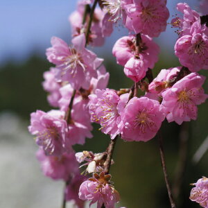 花 桃 苗木の人気商品 通販 価格比較 価格 Com