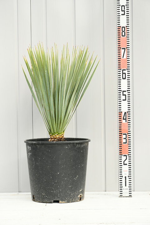 楽天市場 耐寒性 ユッカの木 苗 ロストラータ 約0 6m プラスチック鉢植え 南国風 庭 木 苗木 観葉植物 植木 庭木 シンボルツリー 常緑樹 高木 苗木の専門店 グリーンでｇｏ