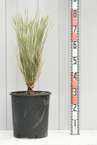 鉢植え 木 屋外 植木 盆栽の人気商品 通販 価格比較 価格 Com