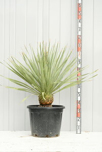 鉢植え 木 屋外 植木 盆栽の人気商品 通販 価格比較 価格 Com