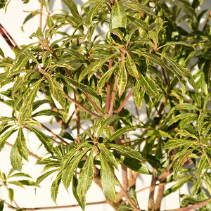 常緑樹 斑入り 盆栽 植木の人気商品 通販 価格比較 価格 Com