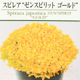 楽天市場 庭木 低木 花 ガーデン Diy の通販