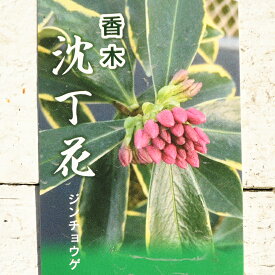 楽天市場 花 常緑 低木の通販