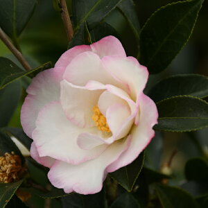  TUJ c y؎qPz 0.7m c ij[ܕtj ͂ȂЂ R c A Ԗ  _ ډB Ύ  kCE͑KpOłB