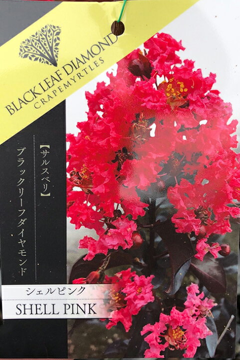 楽天市場 サルスベリ 苗 ブラックリーフダイヤモンド シェルピンク 約0 9m 挿し木苗 百日紅 苗木 シンボルツリー 庭木 落葉樹 苗木の専門店 グリーンでｇｏ