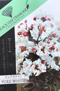 TXx c yubN[t_Ch sAzCgz 0.9m }ؕc Sg c V{c[  t