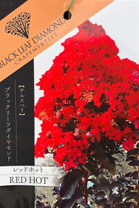 サルスベリ 苗 【ブラックリーフダイヤモンド レッドホット】 約0.9m 挿し木苗 百日紅 苗木 シンボルツリー 庭木 落葉樹