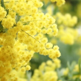 楽天市場 植木 カラー レッド 種類 植物 コニファー 人気ランキング161位 売れ筋商品 楽天市場 植木 カラー レッド 種類 植物 コニファー 人気ランキング161位 売れ筋商品