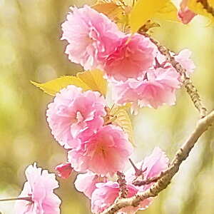 苗 しだれ桜の人気商品 通販 価格比較 価格 Com