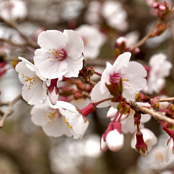 楽天市場】桜 苗木 【富士しだれ桜】 1年生 接ぎ木苗 富士桜 ふじざく 