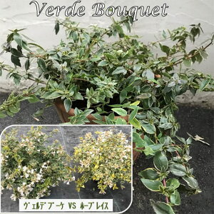 AxA c yFfu[P mo^inz |bgc ni]mcNolEcM c A Ԗ  _ ډB OhJo[ Ύ 