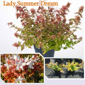 AxA c yfB[T}[h[ mo^inz |bgc ni]mcNolEcM c A Ԗ  _ ډB OhJo[ Ύ 