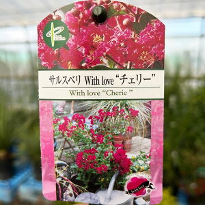 サルスベリ 苗 盆栽 植木の人気商品 通販 価格比較 価格 Com