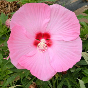 h c yJVIyA mo^inz |bgc ^C^rJX ԒːA N