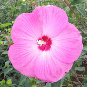 h c yvAfX mo^inz |bgc ^C^rJX ԒːA N