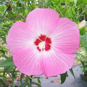 h c yCX mo^inz |bgc ^C^rJX ԒːA N