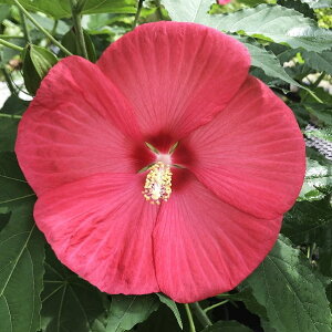 [yVsX艿i] OGO!H̃K[fjOՁ h c yCJX mo^inz |bgc ^C^rJX ԒːA N