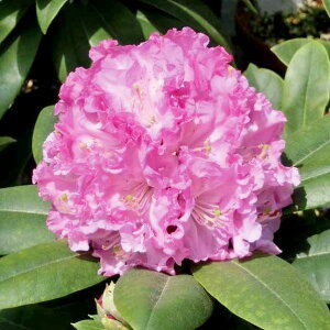 低木 庭木 盆栽 植木の人気商品 通販 価格比較 価格 Com 低木 庭木 盆栽 植木の人気商品 通販 価格比較 価格 Com