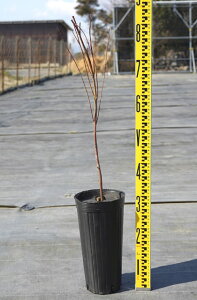 カエデ 盆栽 植木の人気商品 通販 価格比較 価格 Com カエデ 盆栽 植木の人気商品 通販 価格比較 価格 Com