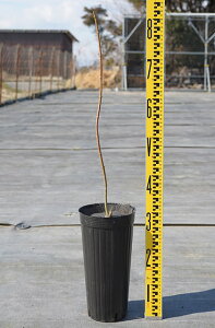 もみじ 苗 盆栽 植木の人気商品 通販 価格比較 価格 Com