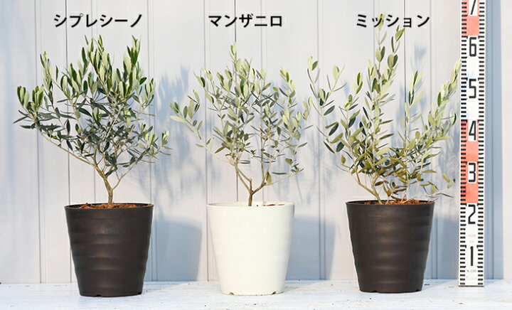 楽天市場 送料無料 オリーブの木 苗木 3品種から選べる オリーブ鉢植え フレグラーポット鉢植え アイボリーorダークブラウン マンザニロ ミッション シプレシーノ オリーブ の 木 苗 シンボルツリー 生垣 庭木 植木 常緑樹 北海道 沖縄は送料無料適用外です