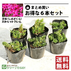 ◆送料無料◆ 芝桜 （シバザクラ） 苗 【スカーレットフレーム】 3号ポット苗×6本セット 宿根草 苗木 多年草 耐寒性 耐暑性 常緑 グランドカバー