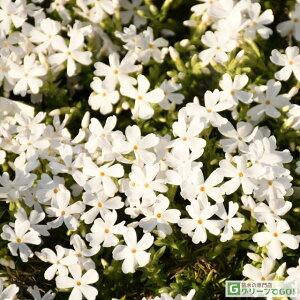 OUTLET [yVs̔]ō iVoUNj c yuzCgz 3|bgc h c N ϊ Ϗ  OhJo[