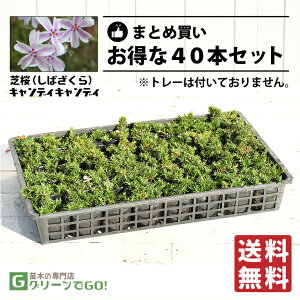  ō iVoUNj c yLfBLfBz 3|bgc×40{Zbg h c N ϊ Ϗ  OhJo[