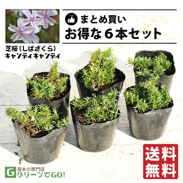楽天市場】◇送料無料◇ 芝桜 （シバザクラ） 苗 【キャンディ 
