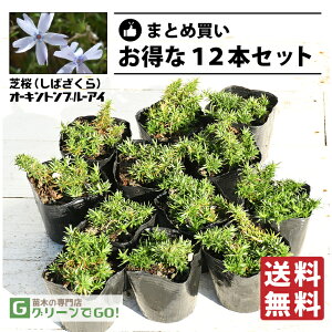  ō iVoUNj c yI[Lgu[ACz 3|bgc×12{Zbg h c N ϊ Ϗ  OhJo[