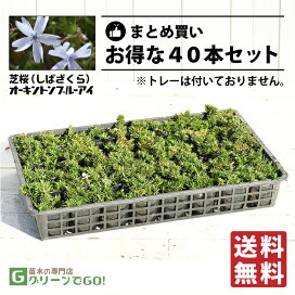 楽天市場】 花木・庭木（植木） > 花木 > 芝桜（しばざくら） : 苗木の