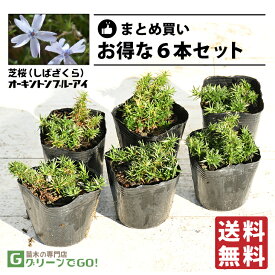 ◆送料無料◆ 芝桜 （シバザクラ） 苗 【オーキントンブルーアイ】 3号ポット苗×6本セット 宿根草 苗木 多年草 耐寒性 耐暑性 常緑 グランドカバー