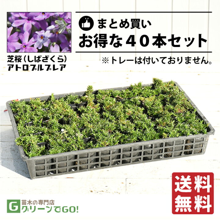 楽天市場】◇送料無料◇ 芝桜 （シバザクラ） 苗 【アトロプルプレア 