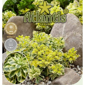 種 グランドカバー 常緑 植木 盆栽の人気商品 通販 価格比較 価格 Com