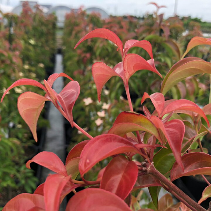 楽天市場 ヤマボウシ 苗 常緑ヤマボウシ ウィンターレッドペイジ 登録品種 約1 5m ポット苗 シンボルツリー 苗木 常緑樹 里山の木 自然派ガーデン 雑木 庭木 ウインター レッドページ 苗木の専門店 グリーンでｇｏ