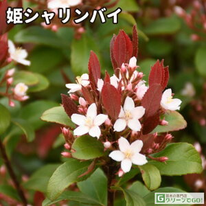 VoC c yPVoCz |bgc ԗ֔~ c A Ԗ  _ ډB Ύ  qVoC