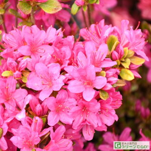  ccW c ̔ yvăccW wl i܂ӂjz 4|bgc ij[ܕtj NccW  c A Ԗ  _ ډB OhJo[ ~ 