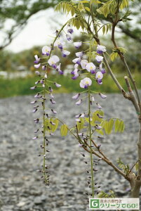  c y ړ z |bgc ԓ LEVNtW c  t 鐫