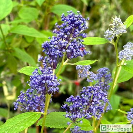 セアノサス 苗 【ヘンリーデスフォッセ】 ポット苗 カリフォルニア ライラック 苗木 庭木 植木 花木 落葉樹 低木