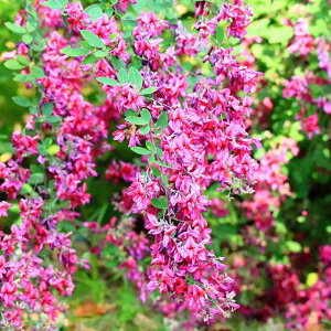 nM c y~MmnMz vX`bNA {씋 {̔ Ĕ c  t   H̎