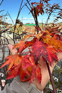 ݂ c yւ̉، îjz 1.0m c } JGf  c ̔ A  V{c[ gt ~ G t 