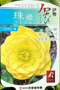 NX}X[Y yP i܂Ђ߁jz |bgc h N c N ϊ  OhJo[