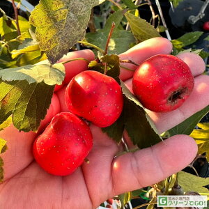  TUV c yHpTUV  ijz 2Nc ij[ܕtj Rq TUV̎ c A Ԗ  V{c[ t  kCE͑