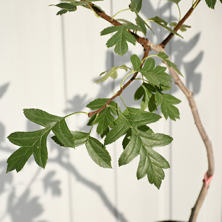 楽天市場 サンザシ 苗 食用サンザシ 北京 ぺきん 2年生 挿し木苗 山査子 サンザシの樹 苗木 植木 花木 庭木 シンボルツリー 落葉樹 中木 苗木の専門店 グリーンでｇｏ