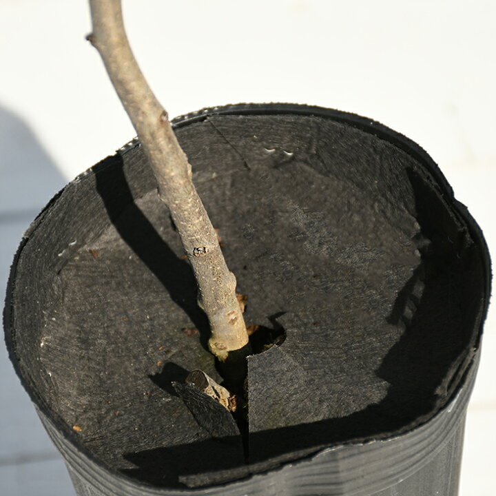 楽天市場 サンザシ 苗 食用サンザシ 北京 ぺきん 2年生 挿し木苗 山査子 サンザシの樹 苗木 植木 花木 庭木 シンボルツリー 落葉樹 中木 苗木の専門店 グリーンでｇｏ