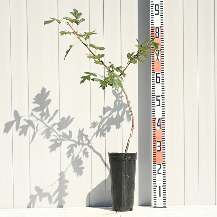 楽天市場 サンザシ 苗 食用サンザシ 北京 ぺきん 2年生 挿し木苗 山査子 サンザシの樹 苗木 植木 花木 庭木 シンボルツリー 落葉樹 中木 苗木の専門店 グリーンでｇｏ