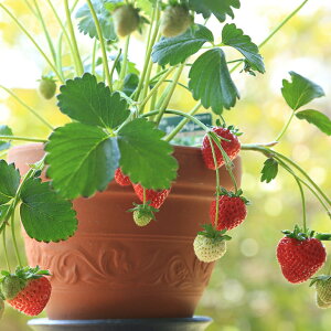  c yJx[z 3|bgc   ͔| ƒ؉ N