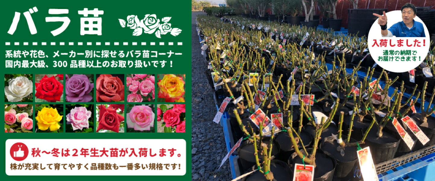 楽天市場 | 苗木の専門店 グリーンでGO！ - 花ひろば公式オンライン 