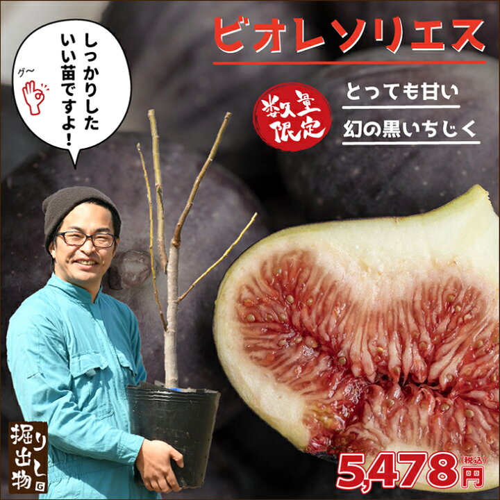 楽天市場 イチジク 苗 ビオレソリエス 挿し木 特上苗 ビオレーソリエス 無花果 苗 果樹 果樹苗 苗木の専門店 グリーンでgo 楽天市場 イチジク 苗 ビオレソリエス 挿し木 特上苗 ビオレーソリエス 無花果 苗 果樹 果樹苗 苗木の専門店 グリーンでgo