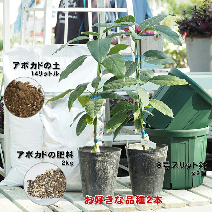楽天市場】アボカド 苗 【2品種選べる アボカド栽培セット】 2年生 